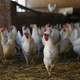 Imagen para el artículo titulado Un hombre busca desesperadamente un hogar para las 1.000 gallinas que compró por error en Internet